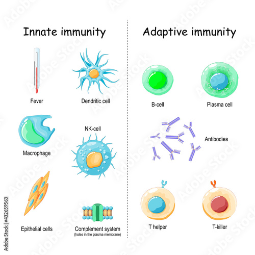 Innate and Adaptive immunity. comparison and difference