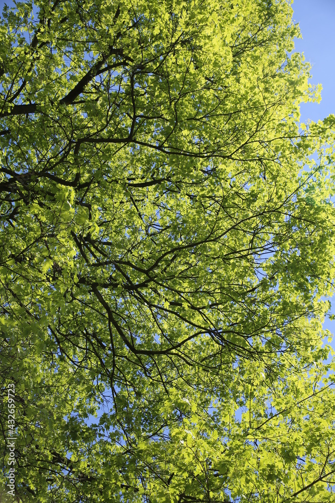 Fototapeta premium Green trees leaves (focus on the leaves)