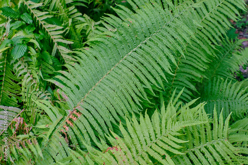 Common Lady Fern single leaf