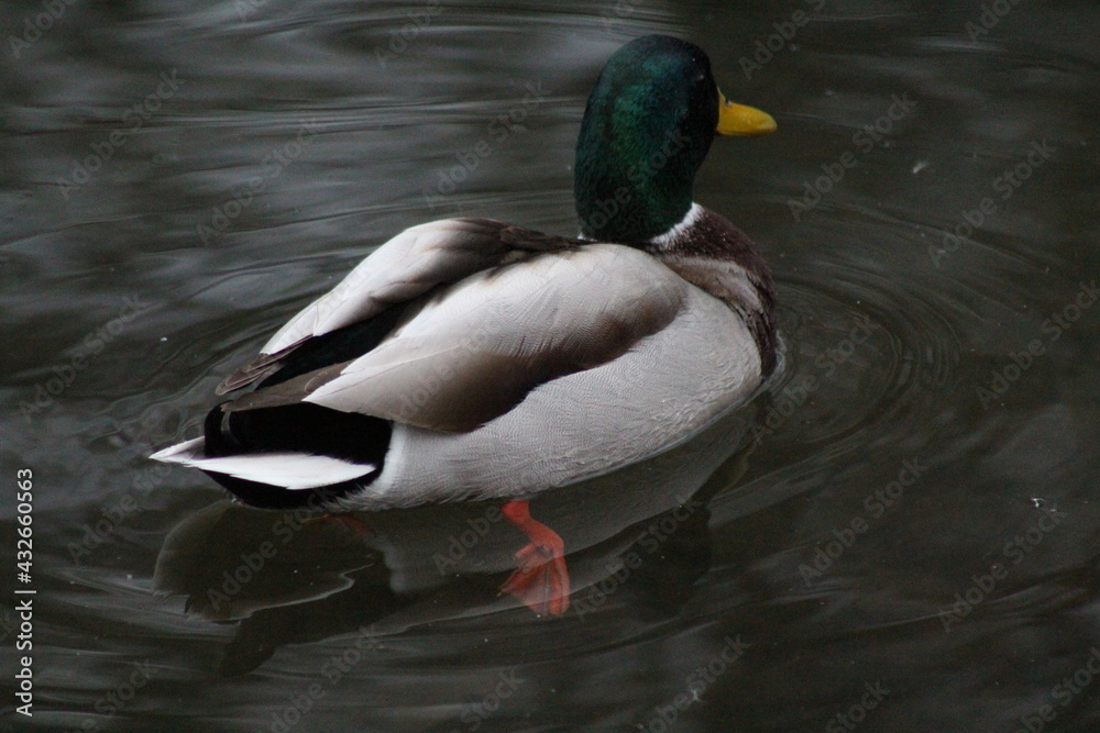 Fototapeta premium Ente 5