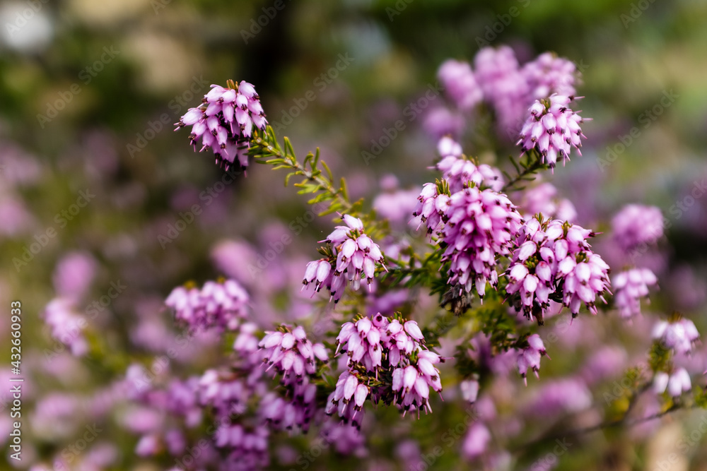 a bunch of purple flowers