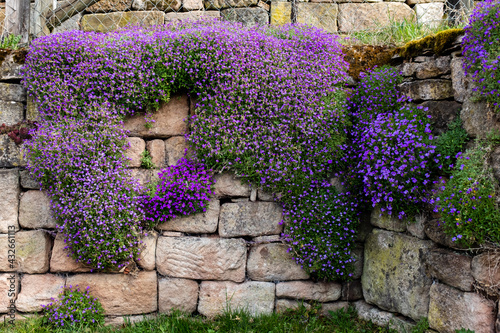 purple flowers on the wall