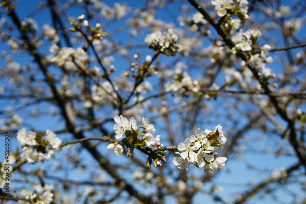 branches full of white blossoms