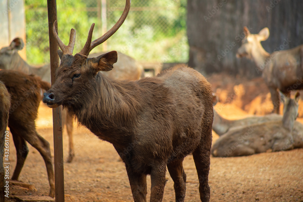 Fototapeta premium deer in the forest