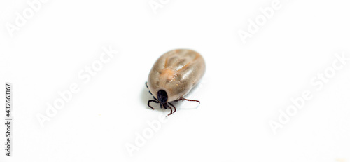 Tick isolated on white background, close-up