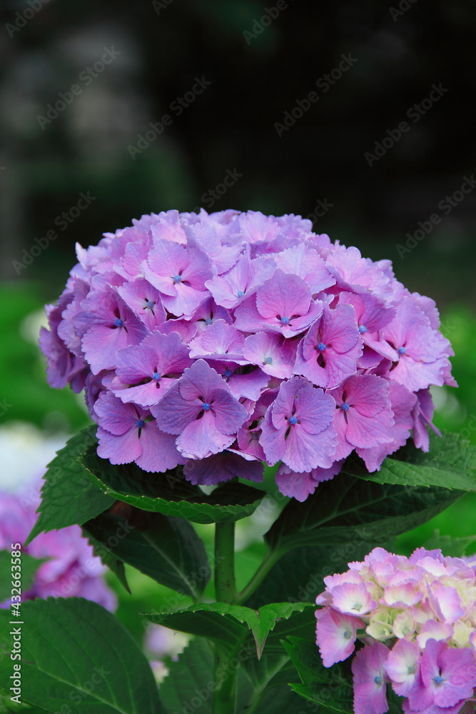 あじさいの花 あじさいの花