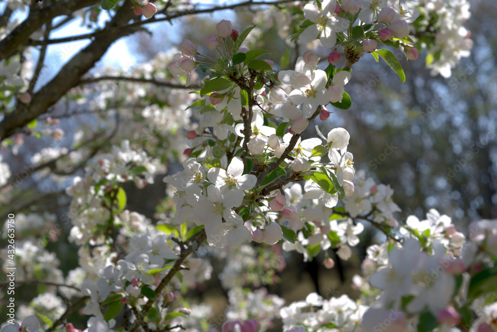リンゴの花 リンゴの花
