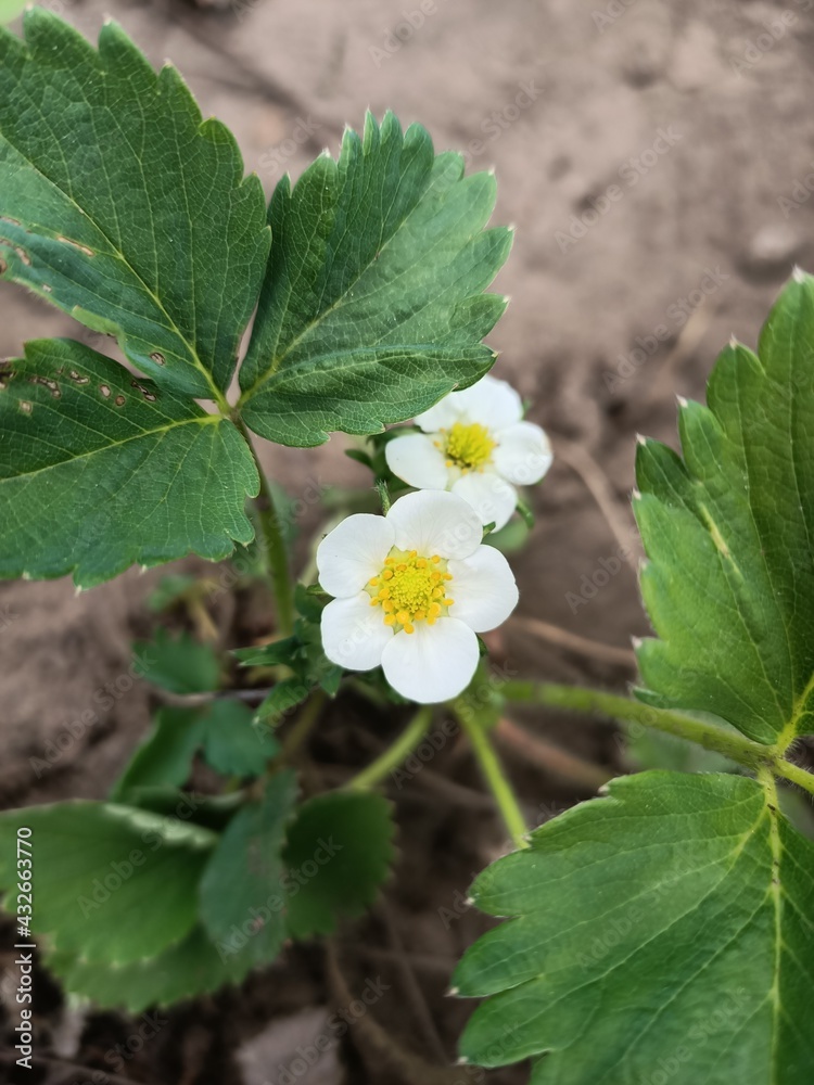 Close-up of a strawberry flower. Close-up of a strawberry flower.