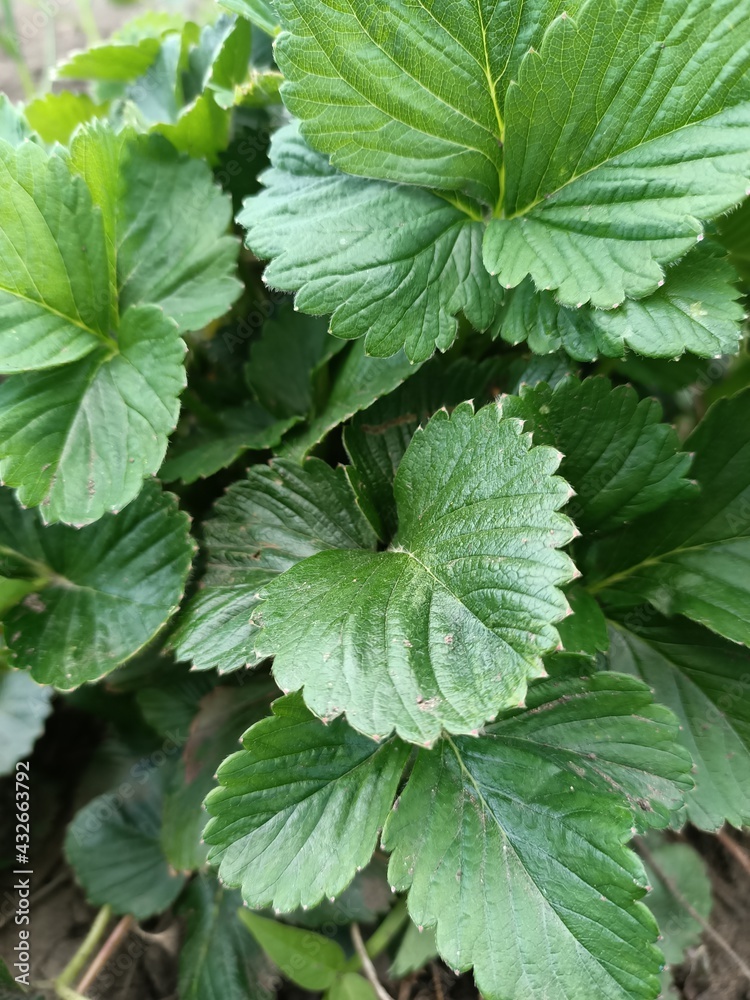 Green leaves of strawberry bush. Green leaves of strawberry bush.