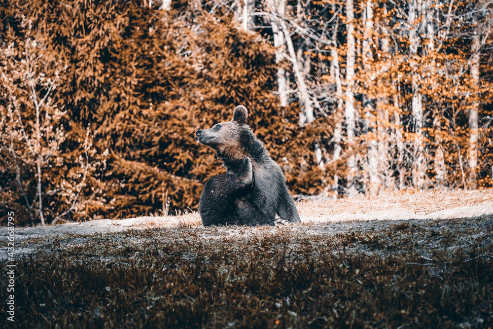 Fototapeta premium Bear playing and eating in his natural habitat