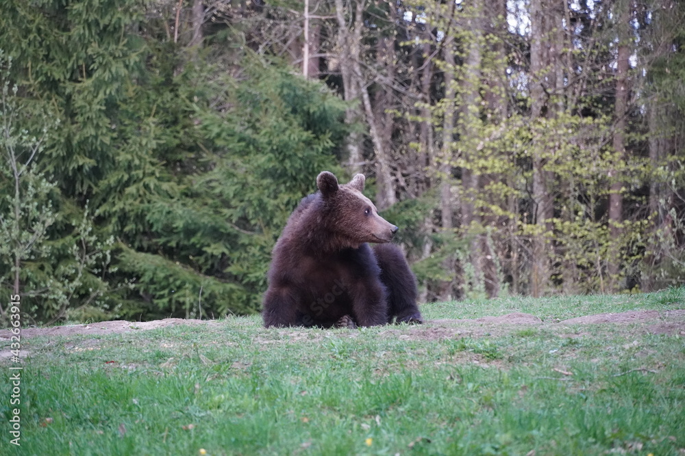 Bear playing and eating in his natural habitat Bear playing and eating in his natural habitat