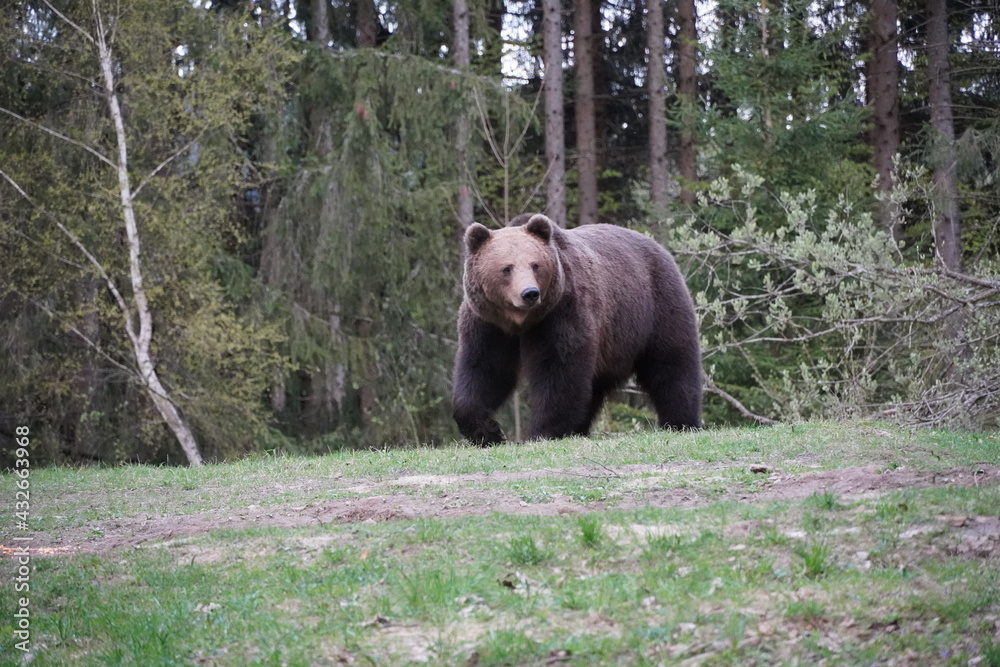 Bear playing and eating in his natural habitat Bear playing and eating in his natural habitat