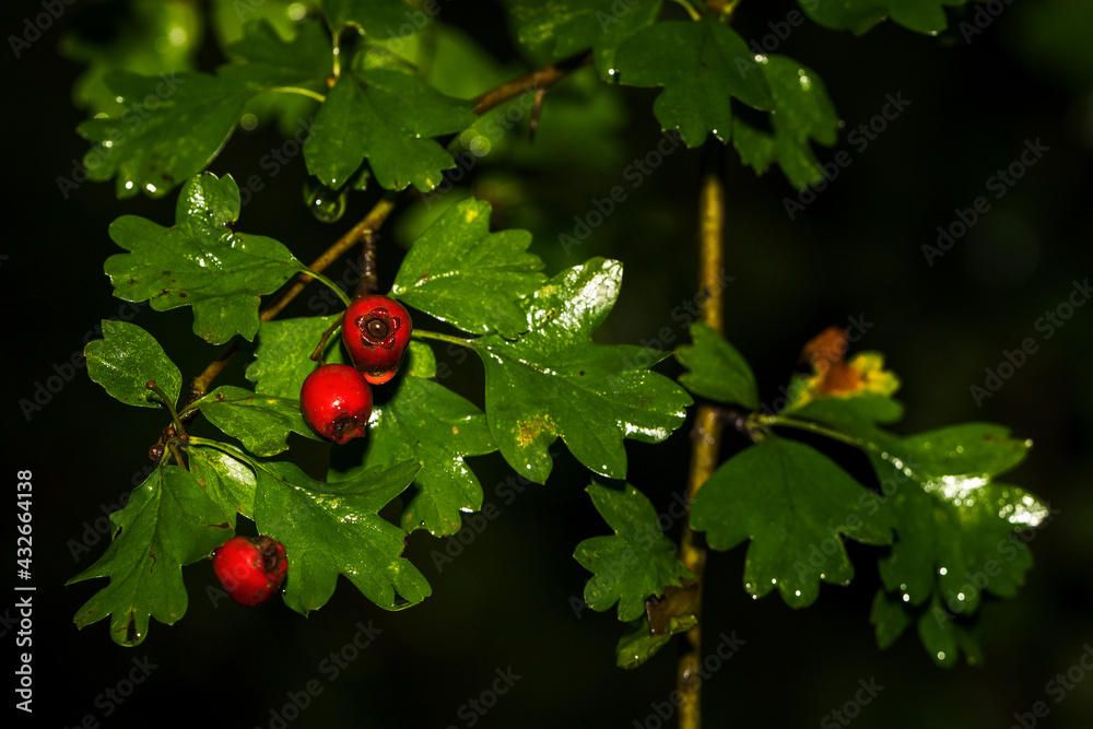 Red hawthorn fruit after the rain with green leaves. Red hawthorn fruit after the rain with green leaves.