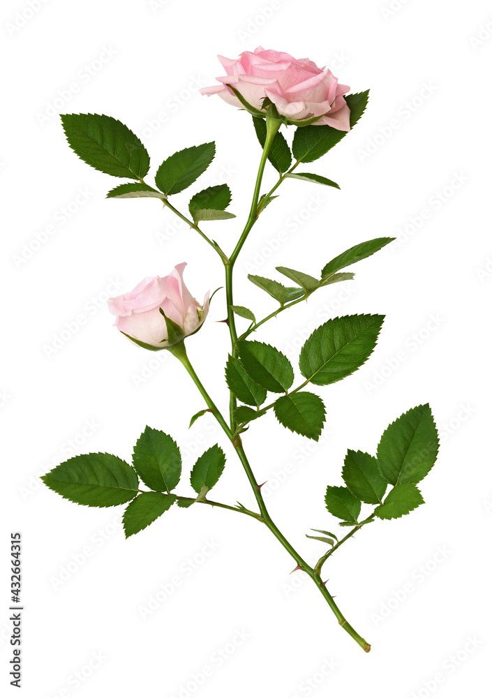 Rose flowers and leaves in a floral arrangement isolated