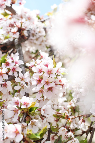 Spring bloom photography, fragrant fruit trees