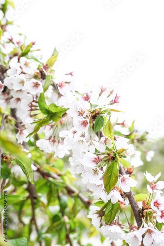Spring bloom photography, fragrant fruit trees