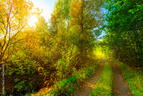 Country road passing through a colorful autumn forest, the sun shines through the crowns of trees. View from the road level