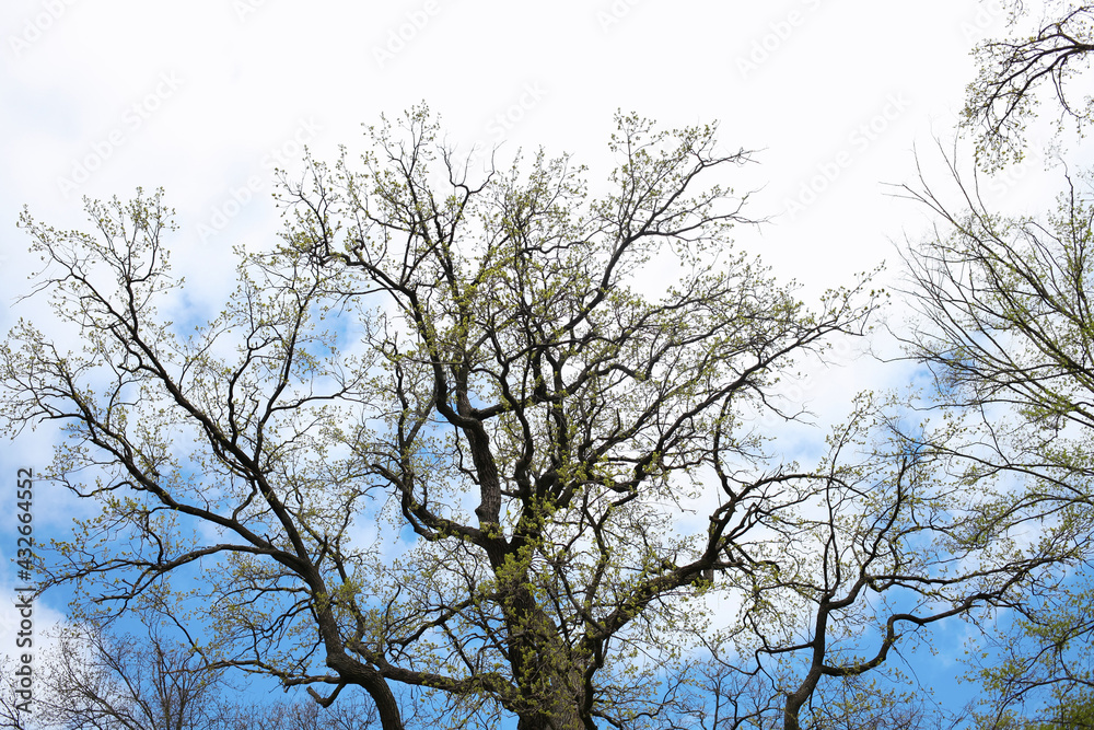 Summer park, green foliage, spring, park, trees, landscape, beautiful sky, clouds Summer park, green foliage, spring, park, trees, landscape, beautiful sky, clouds