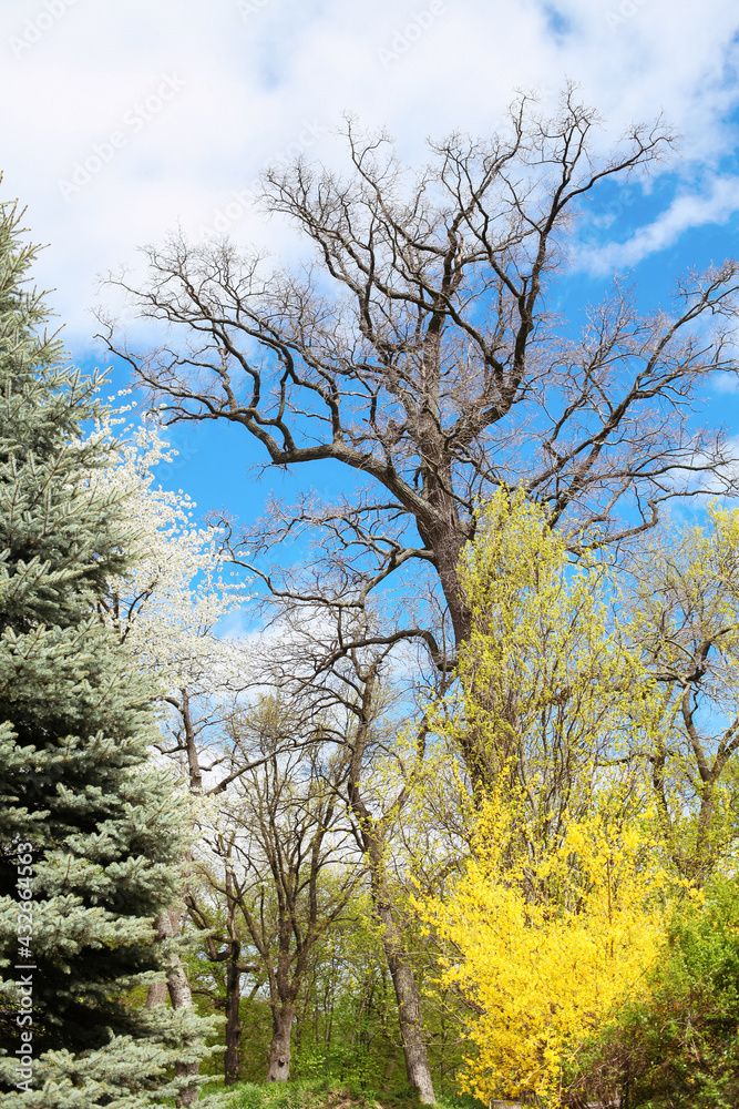 Fototapeta premium Summer park, green foliage, spring, park, trees, landscape, beautiful sky, clouds