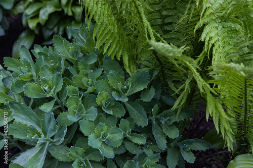Beautiful background made with young green Fern and Brassica leaves. Beautiful Fern and Brassica leaves green foliage