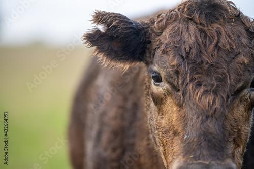 Angus and Murray grey cattle eating grass in Australia. photo