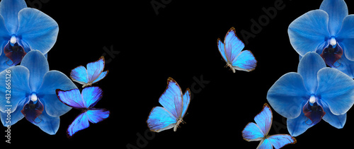 blue butterfly and blue orchid