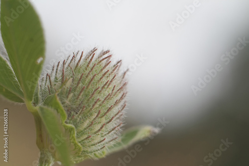 bud of a plant