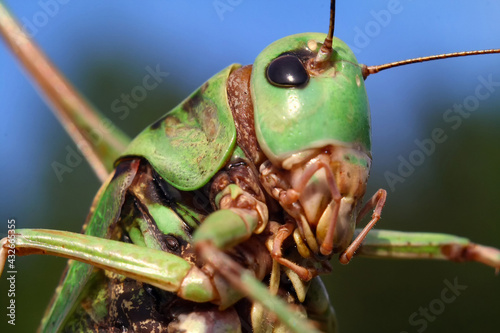 grasshopper on a leaf © Pavel