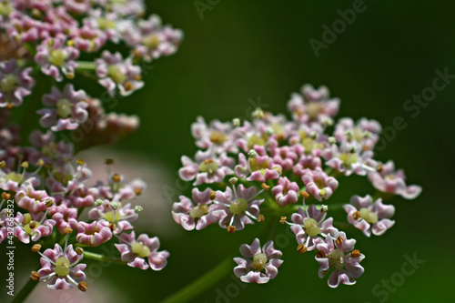close up of lilac flowers © Pavel