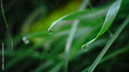 drops of dew on a grass © Sidhundev