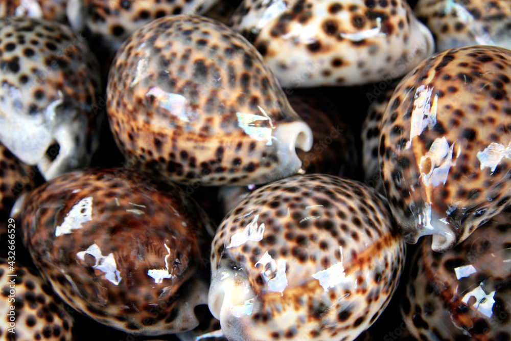 Spotted round seashells Spotted round seashells
