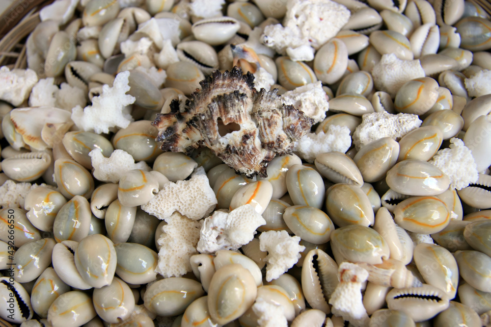 Round seashells and white coral fragments