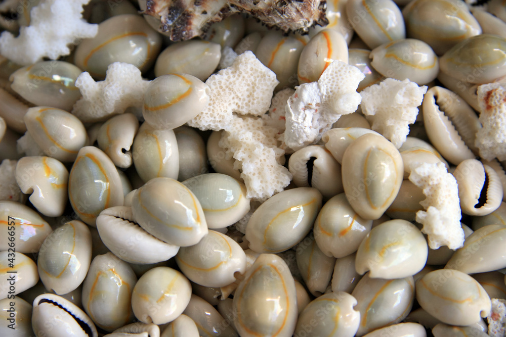 Round seashells and white coral fragments Round seashells and white coral fragments