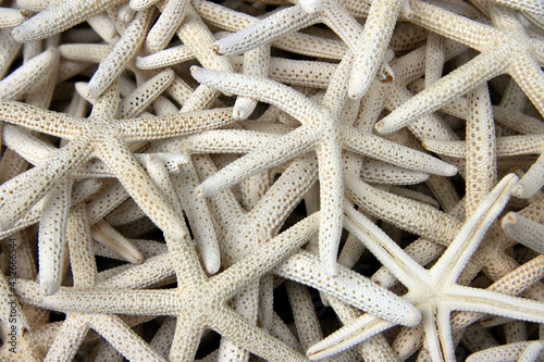 White big starfish on the beach in Burgas