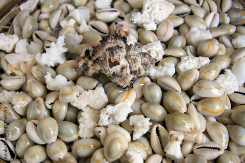 Round seashells and white coral fragments