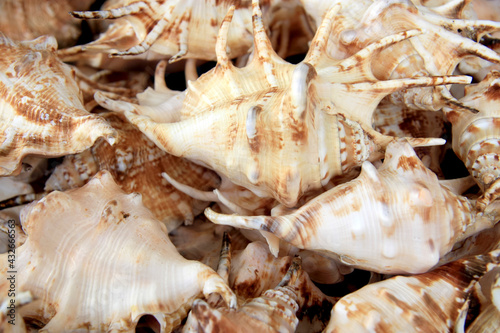 Beige horned shells