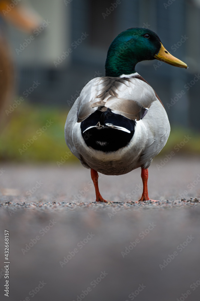 Mallard on the way shallow depth of field Mallard on the way shallow depth of field