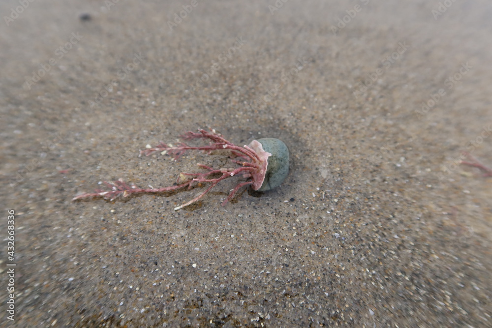 Hydrocoral Gripping a Rock that Has Been Deposited on the Beach By Waves and Tides