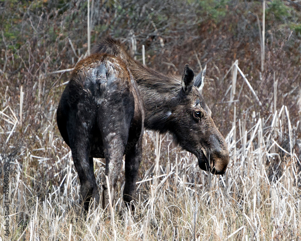 Moose Photo Stock. Back behind view in cattail foliage in the forest in the springtime displaying brown coat with a blur forest background in its environment and habitat.Image. Picture. Portrait. Moose Photo Stock. Back behind view in cattail foliage in the forest in the springtime displaying brown coat with a blur forest background in its environment and habitat.Image. Picture. Portrait.