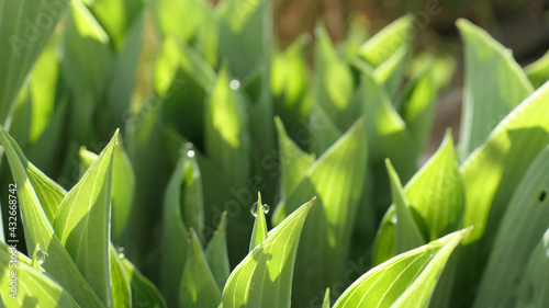 dew drops reflecting in the morning sun on hosta leaves - enchanted morning mood - green background