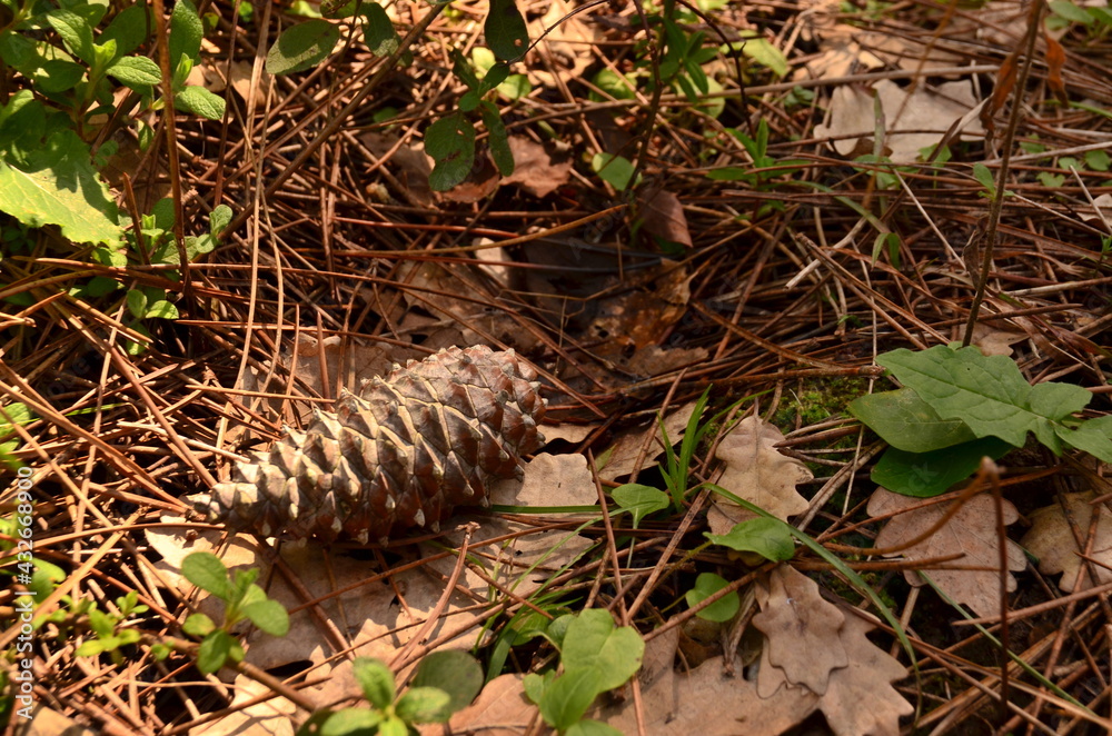 pine cone in the forest pine cone in the forest