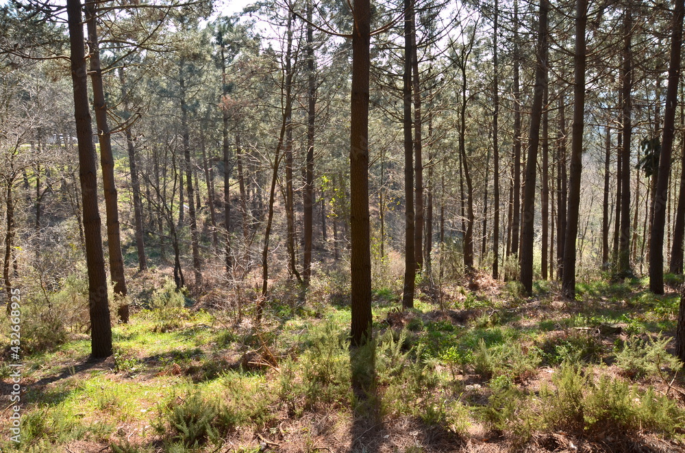 trees in the forest trees in the forest