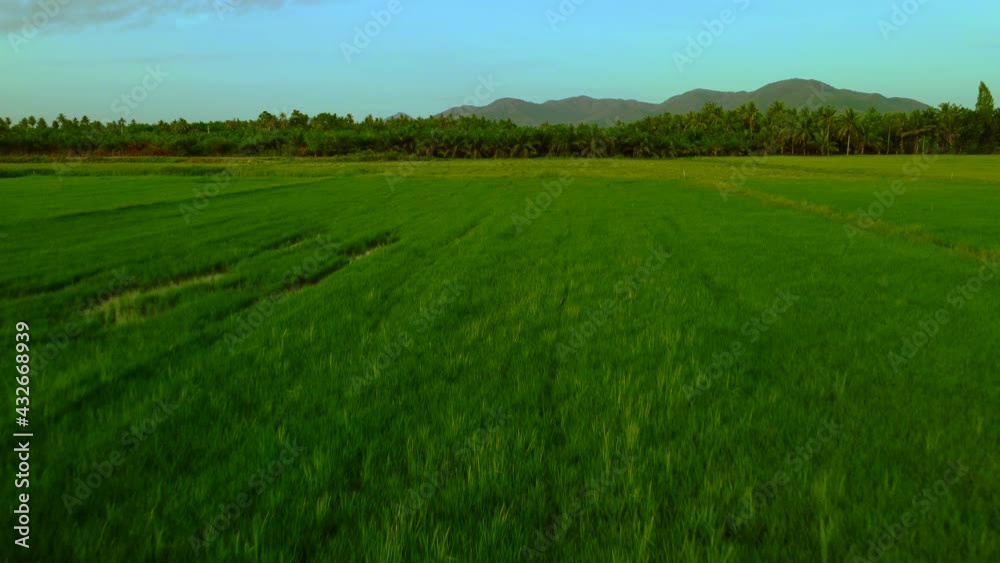 move forward drone shot of rice field with mountain in background move forward drone shot of rice field with mountain in background