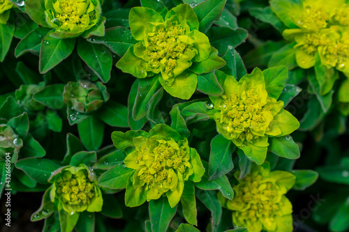 Selective focus image of the Wood Spurge (Euphorbia amygdaloides) photo