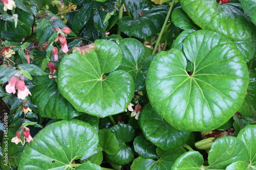 Farfugium Japonicum Leopard Plant Leaves  photo