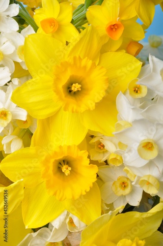 Multicolored narcissus background in studio