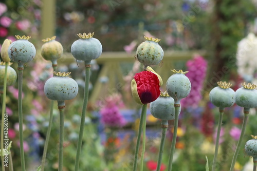 Red Poppy Pods Blooming with Closed Poppies in the Background