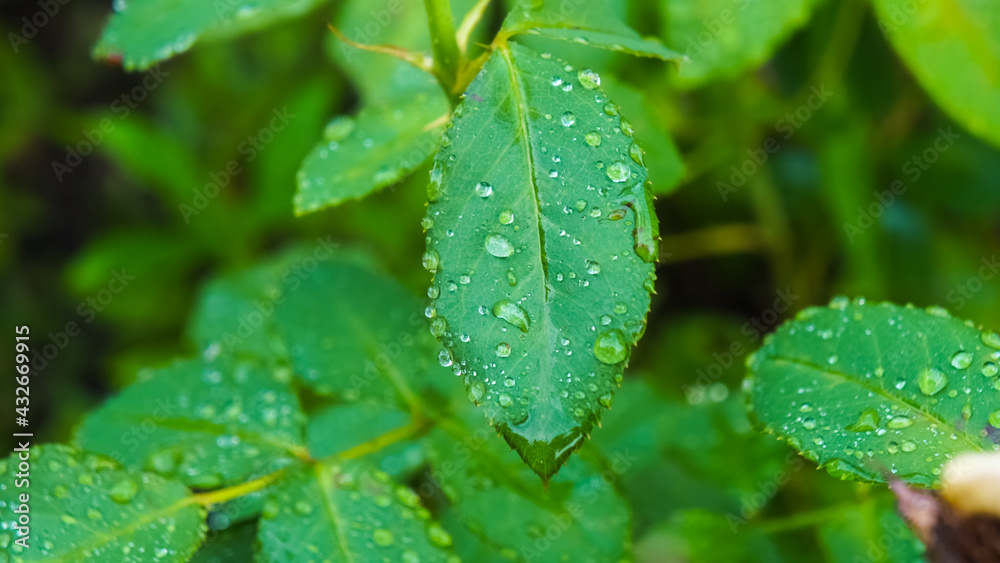 Plants after watering or rain, close-up, soft selective focus. Plants after watering or rain, close-up, soft selective focus.