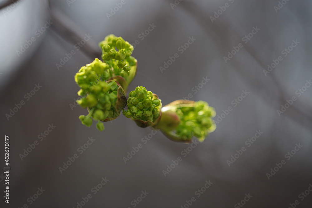 Close buds of trees on a blurred background. A symbol of spring and the awakening of nature Close buds of trees on a blurred background. A symbol of spring and the awakening of nature