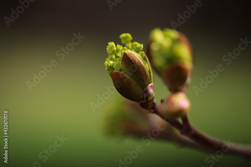 Close buds of trees on a blurred background. A symbol of spring and the awakening of nature